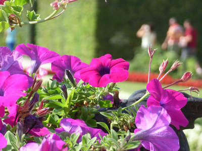 „Schönbrunn in bloom“