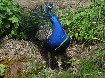 „Peacock at work“