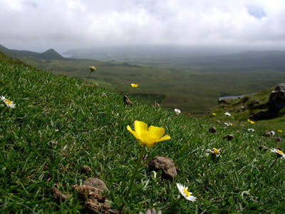 „Where the tiny flowers grow“