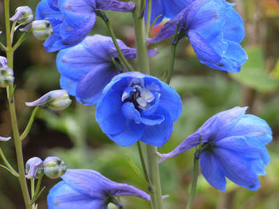 Beautiful Dunvegan Gardens