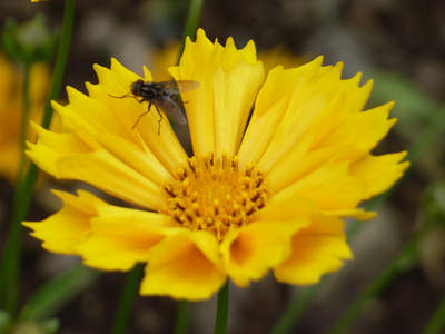 Beautiful Dunvegan Gardens